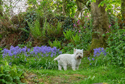 26th Apr 2020 - George and the bluebells