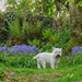 George and the bluebells by pamknowler