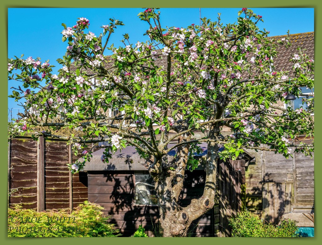 Our Apple Tree by carolmw