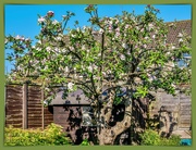 26th Apr 2020 - Our Apple Tree