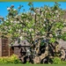 Our Apple Tree by carolmw