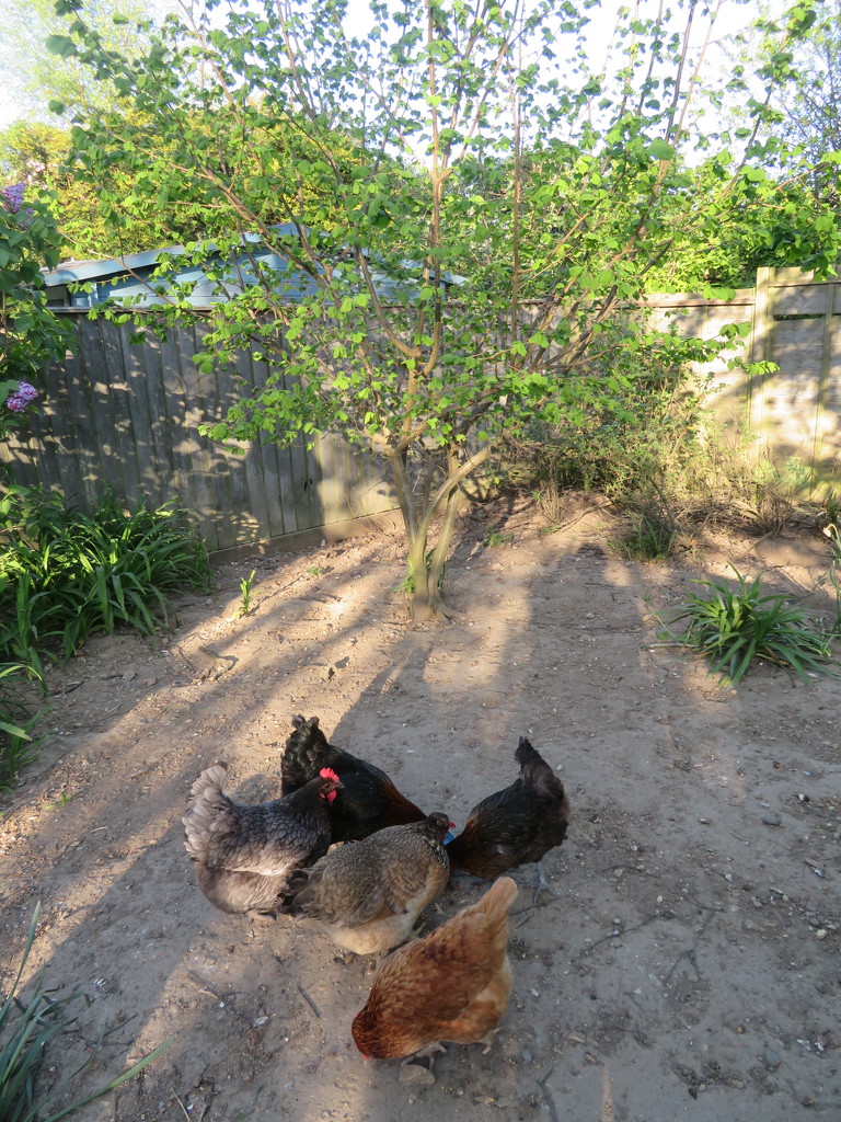 Hens in the late afternoon sun by lellie