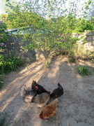 24th Apr 2020 - Hens in the late afternoon sun