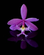 26th Apr 2020 - Crucifix Orchid (Epidendrum ibaguense)DSC_1790
