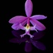 Crucifix Orchid (Epidendrum ibaguense)DSC_1790 by merrelyn