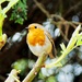 Spring Robin by judithdeacon