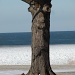 Tree face by brillomick