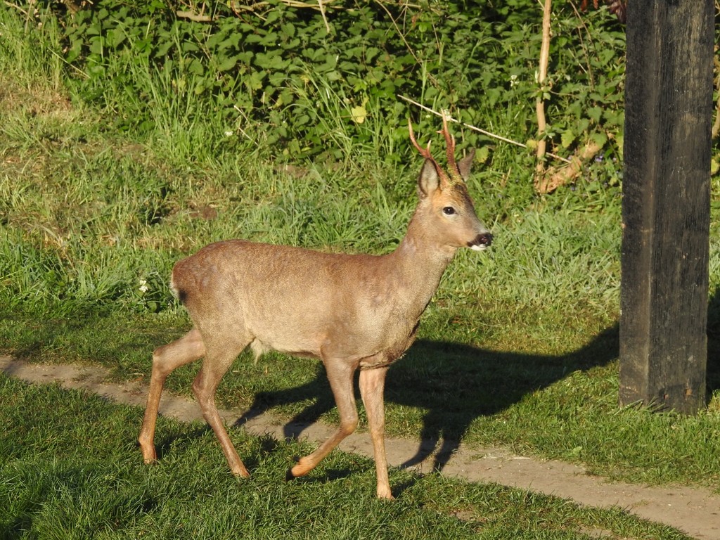Deer by mattjcuk