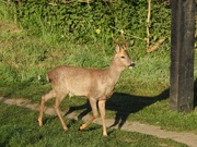 26th Apr 2020 - Deer