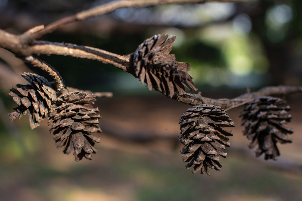 Last year's pine cones... by thewatersphotos
