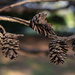 Last year's pine cones... by thewatersphotos