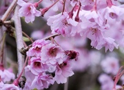 26th Apr 2020 - Pretty spring blossoms