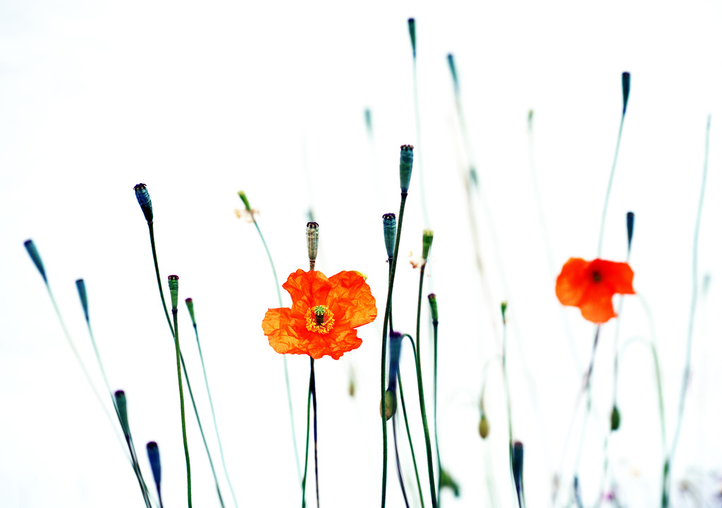 Poppies by moonbi