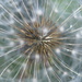 Dandelion Seedhead by kgolab