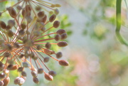 25th Apr 2020 - Going to seed ~ Dill