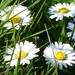 Daisies by fishers