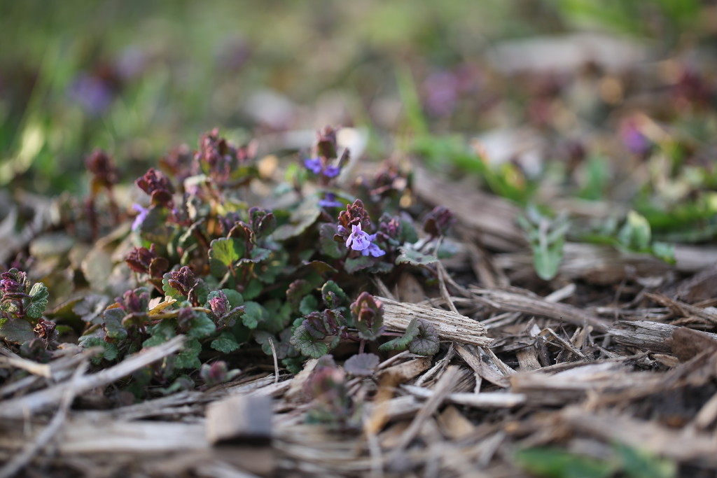 ground ivy... by earthbeone