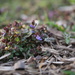 ground ivy... by earthbeone