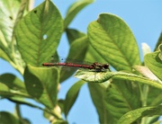 26th Apr 2020 - Large Red Dragonfly