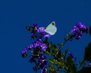 27th Apr 2020 - Cabbage White Butterfly ~  