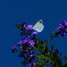 Cabbage White Butterfly ~   by happysnaps