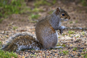 26th Apr 2020 - Eastern Gray Squirrel