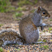 Eastern Gray Squirrel by kvphoto