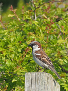 26th Apr 2020 - House Sparrow