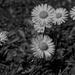 DAISY CHAIN OF EVENTS - DAY 26 by markp