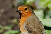 26th Apr 2020 - ROBIN PORTRAIT