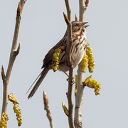 26th Apr 2020 - song sparrow sweetly sings of spring