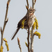 song sparrow sweetly sings of spring by rminer