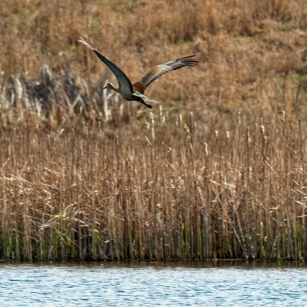 Sandhill crane in flight by rminer