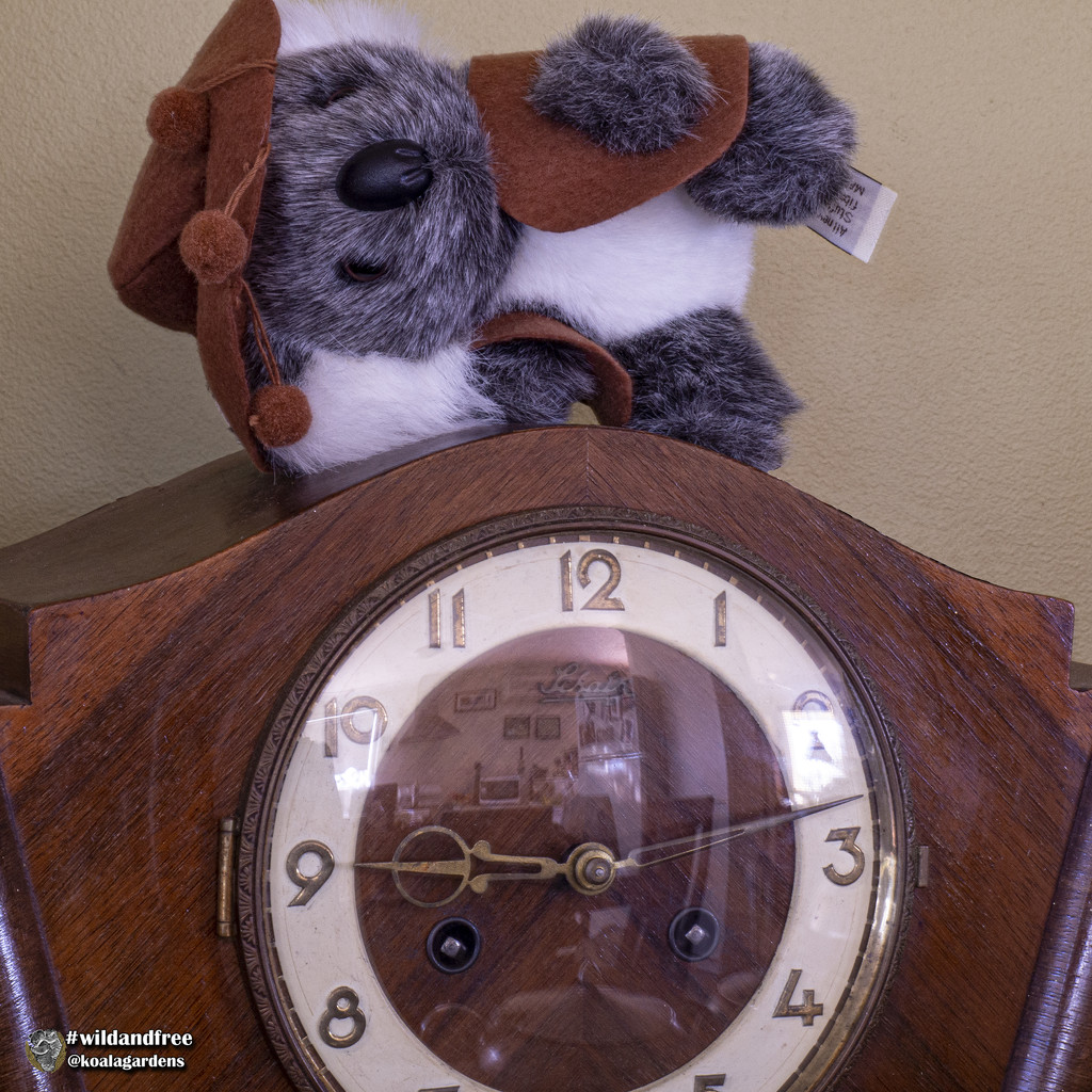 it's time ...  by koalagardens