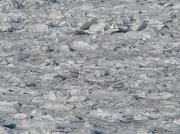 7th Jan 2011 - Frozen Lake Erie