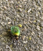 27th Apr 2020 - The jewel beetle. 