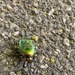 The jewel beetle.  by cocobella