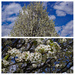 Spring flowers by larrysphotos