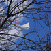 Kite flying..... by larrysphotos