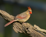 26th Apr 2020 - LHG-3374- Female Cardinal