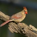 LHG-3374- Female Cardinal by rontu