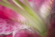 26th Apr 2020 - Lily Flower