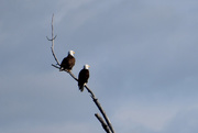 25th Apr 2020 - American Bald Eagles