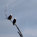 American Bald Eagles by bjywamer