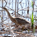American Bittern by lsquared