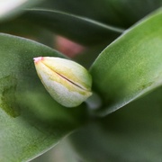26th Apr 2020 - Tulip bud