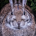 Bunny Stare Down by gardencat