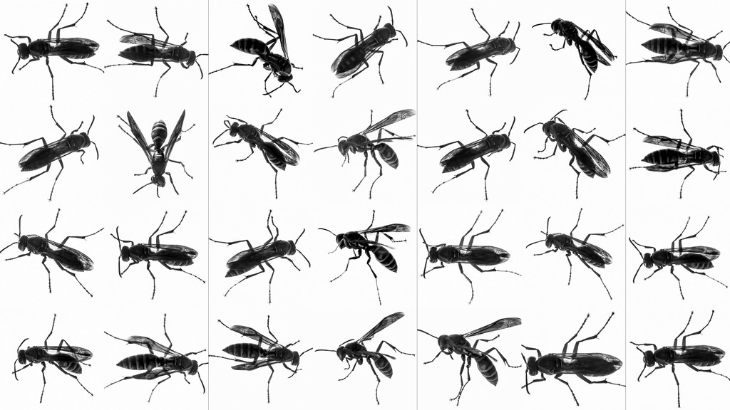 Wasp Collage by kareenking