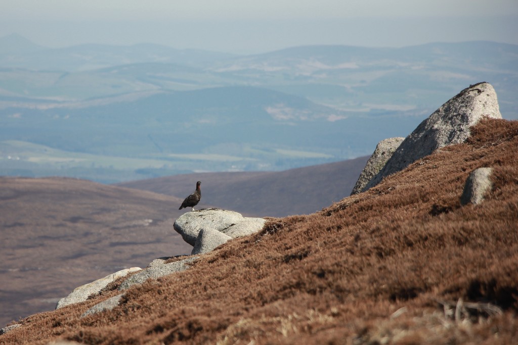 Grouse. The Famous One.  by jamibann