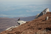 27th Apr 2020 - Grouse. The Famous One. 